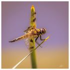 Vierfleck im Sonnenschein 