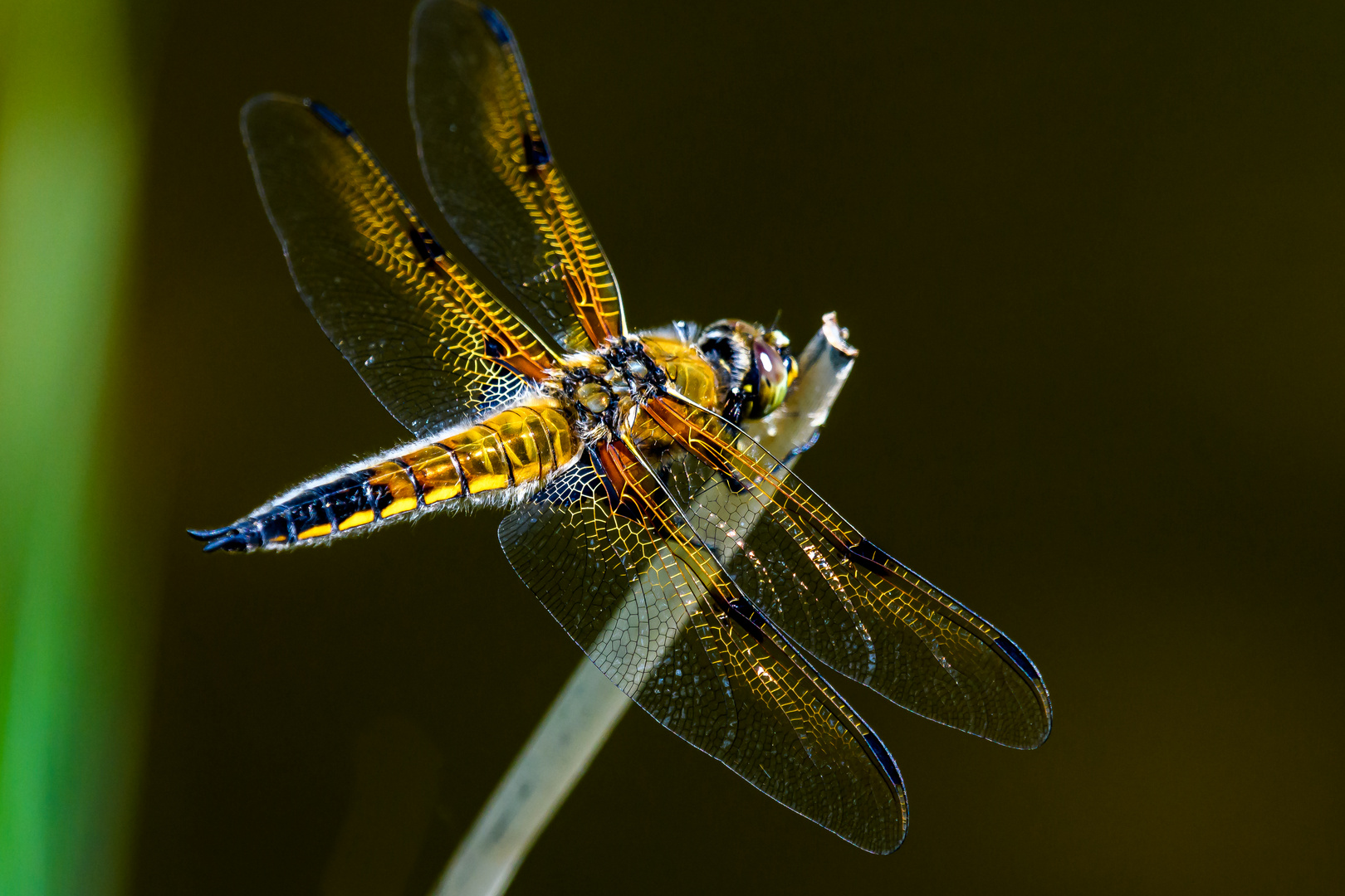 Vierfleck jg. M (Libellula quadrimaculata)