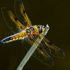 Vierfleck jg. M (Libellula quadrimaculata)