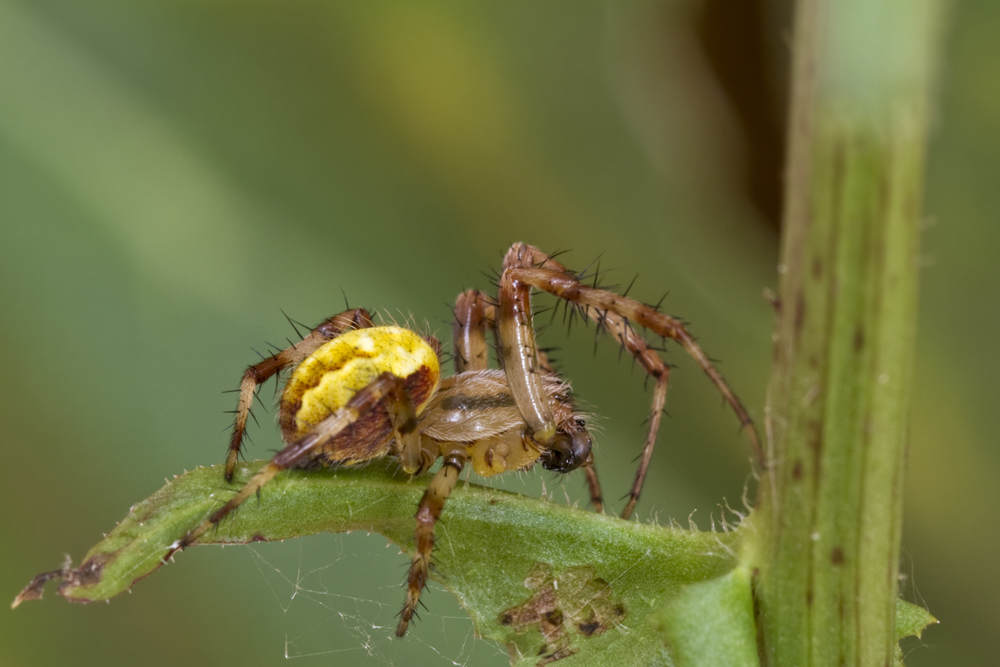 Vierfleck Kreuzspinne