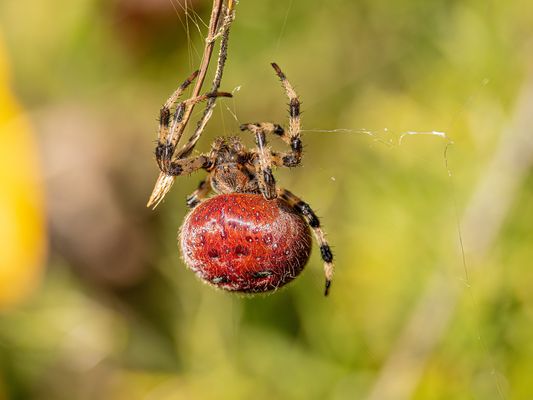 Vierfleck Kreuzspinne
