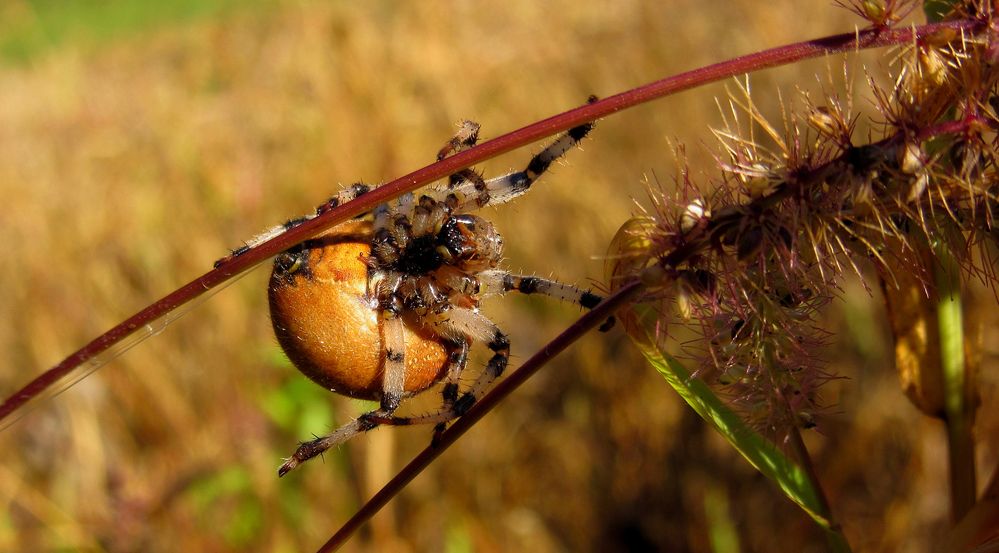 Vierfleck Kreuzspinne (Araneus quadratus) (1)