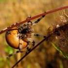 Vierfleck Kreuzspinne (Araneus quadratus) (1)