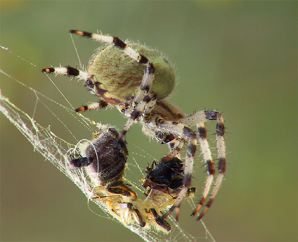 Vierfleck-Kreuzspinne (Araneus quadratus) #2