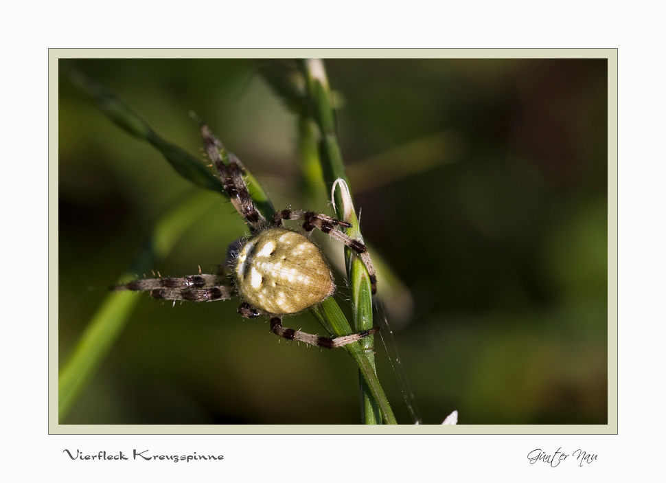 Vierfleck - Kreuzspinne (Araneus quadratus)