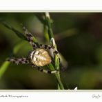 Vierfleck - Kreuzspinne (Araneus quadratus)