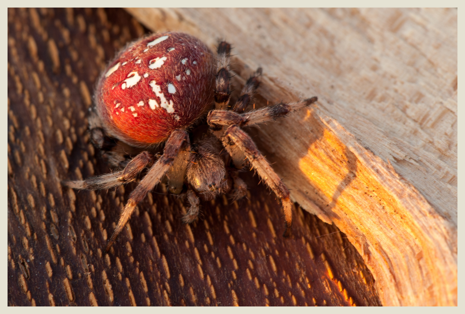 Vierfleck-Kreuzspinne (Araneus quadratus)