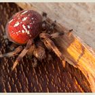 Vierfleck-Kreuzspinne (Araneus quadratus)