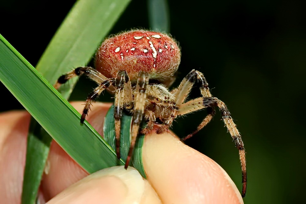 Vierfleck-Kreuzspinne [Araneus quadratus]