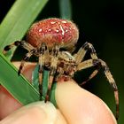 Vierfleck-Kreuzspinne [Araneus quadratus]