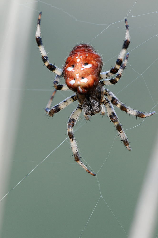 Vierfleck-Kreuzspinne (Araneus quadratus)