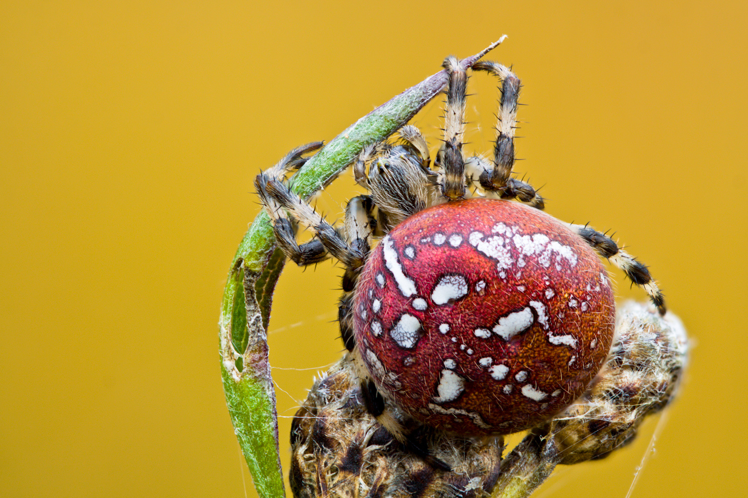 Vierfleck-Kreuzspinne ( Araneus quadratus )