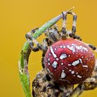 Vierfleck-Kreuzspinne ( Araneus quadratus )