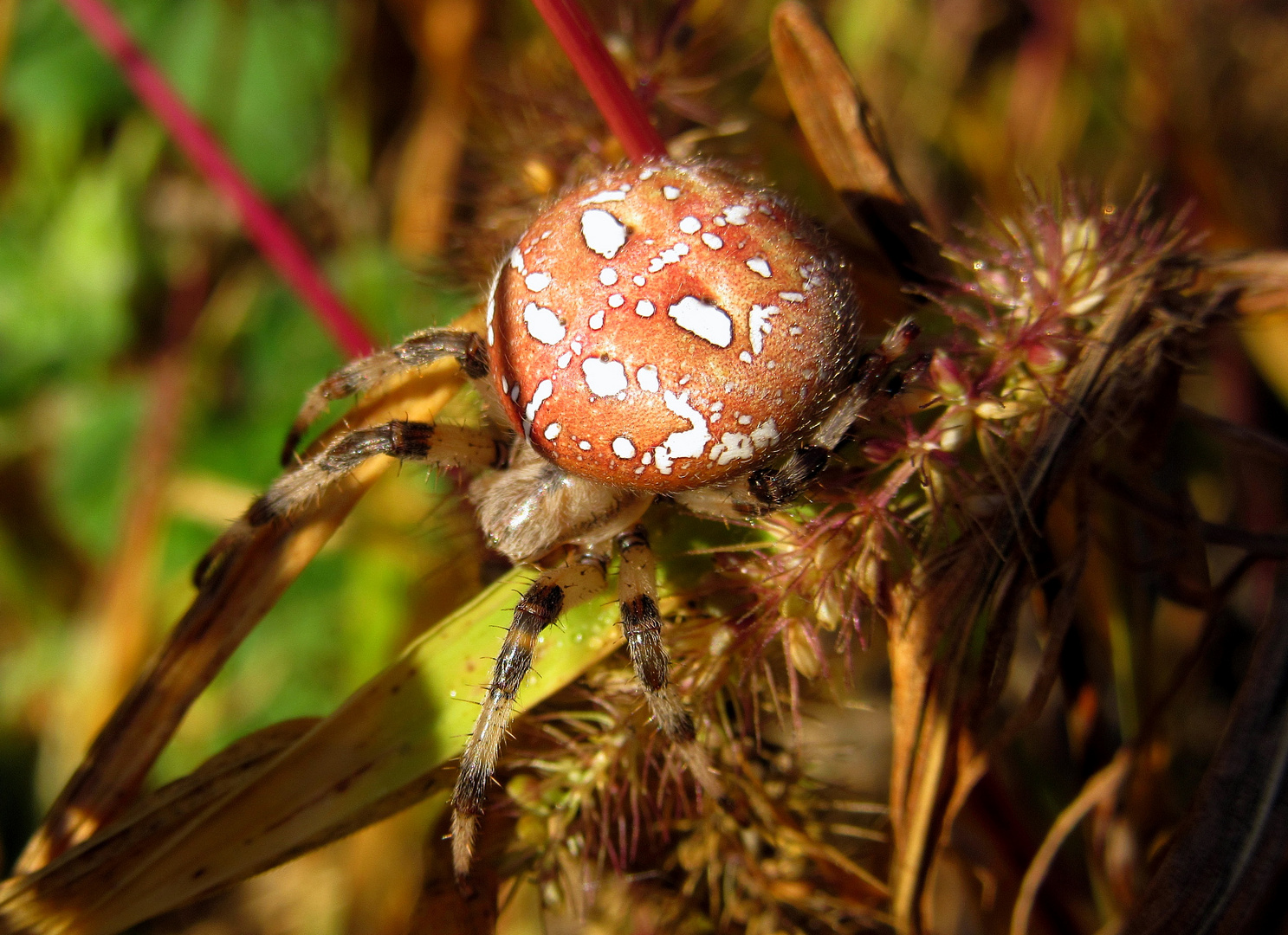 Vierfleck Kreuzspinne (Araneus quadratus)