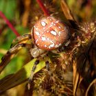 Vierfleck Kreuzspinne (Araneus quadratus)