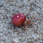 Vierfleck-Kreuzspinne (Araneus quadratus)  