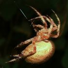 Vierfleck-Kreuzspinne (Araneus quadratus)