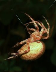 Vierfleck-Kreuzspinne (Araneus quadratus)