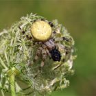 Vierfleck-Kreuzspinne (Araneus quadratus)  mit Beute im Möhrchenversteck.