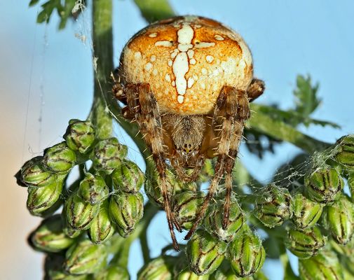 Vierfleck-Kreuzspinne (Araneus quadratus) - Épeire à quatre points. 