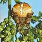 Vierfleck-Kreuzspinne (Araneus quadratus) - Épeire à quatre points. 