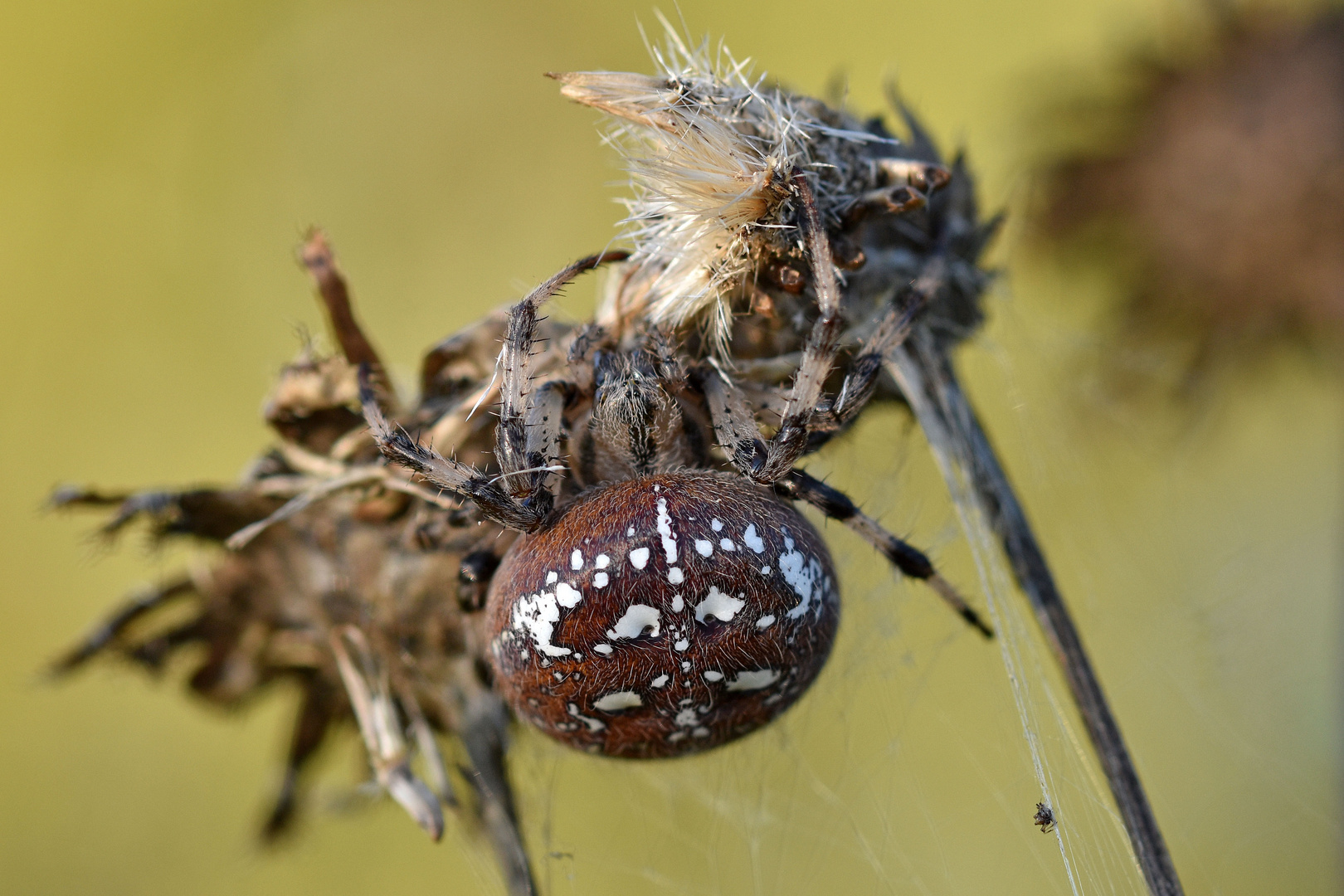 Vierfleck-Kreuzspinne (Araneus quadratus); Weibchen