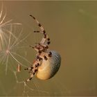 Vierfleck-Kreuzspinne in der Abendsonne