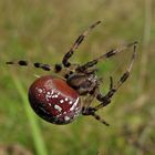 Vierfleck-Kreuzspinne in Rot