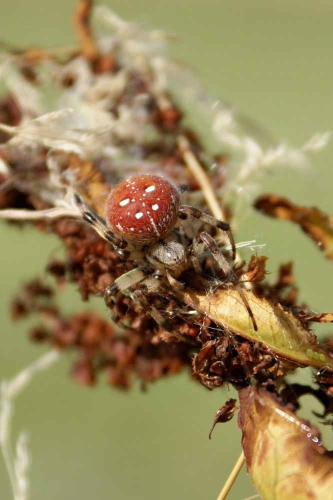 Vierfleck-Kreuzspinne rot