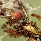 Vierfleck-Kreuzspinne rot