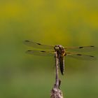 Vierfleck (Labellula quadrimaculata)