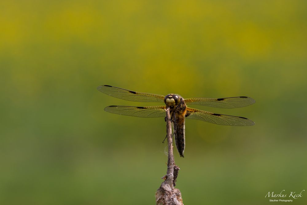 Vierfleck (Labellula quadrimaculata)