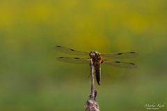 Vierfleck (Labellula quadrimaculata)