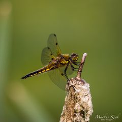 Vierfleck (Labellula quadrimaculata)