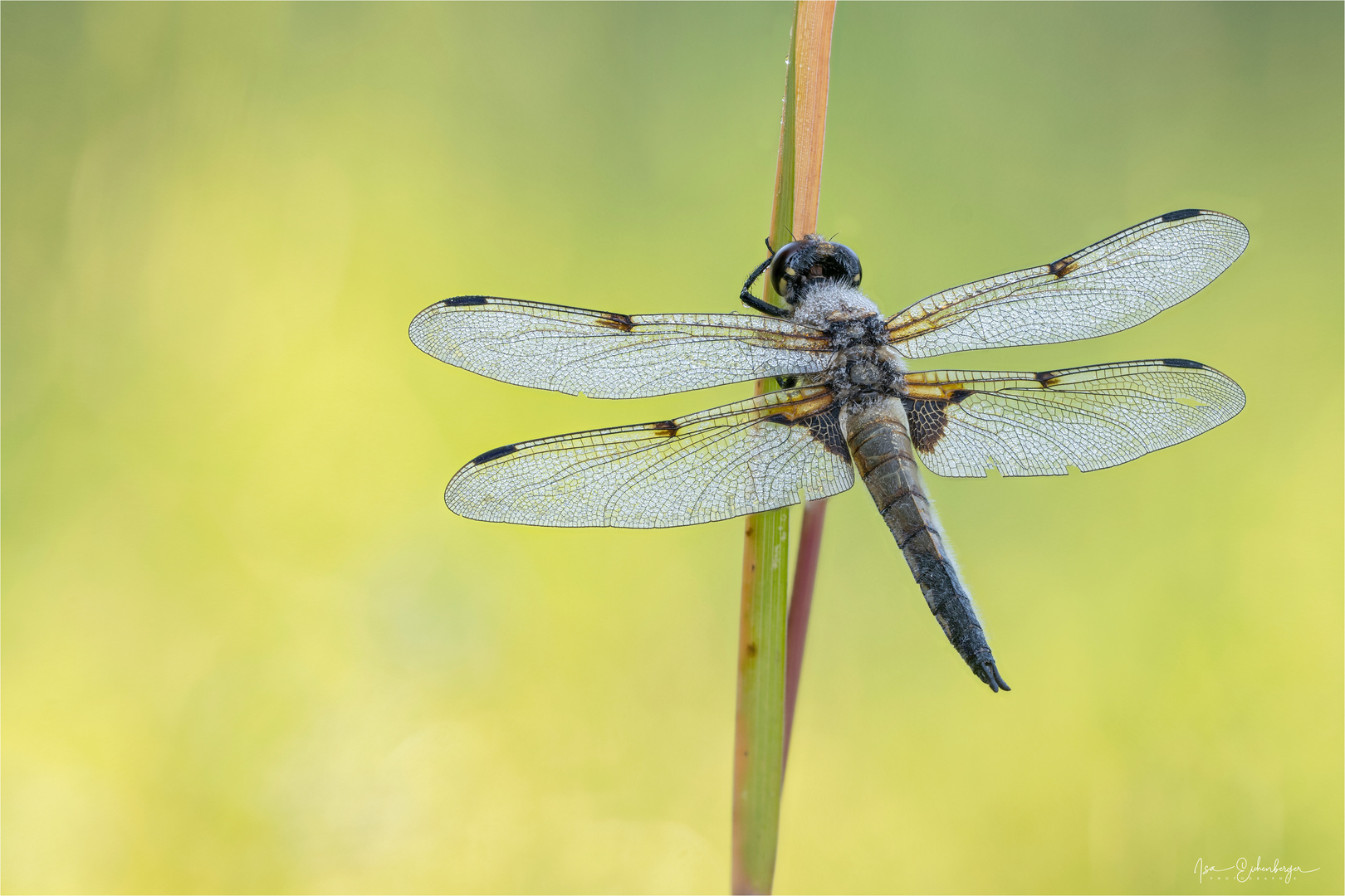 Vierfleck-Libelle