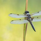 Vierfleck-Libelle