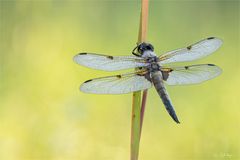 Vierfleck-Libelle