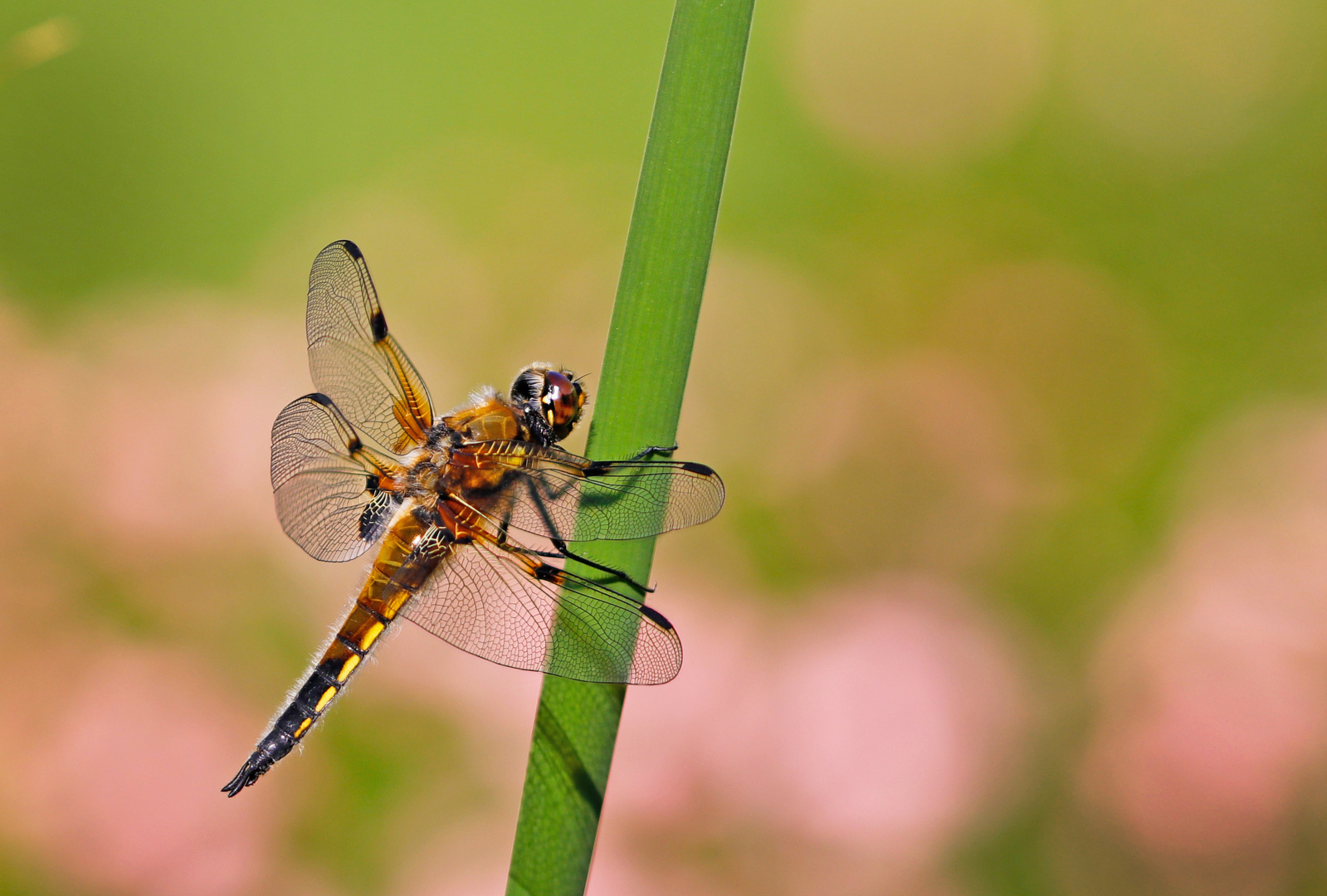 Vierfleck Libelle 02.06.2020 