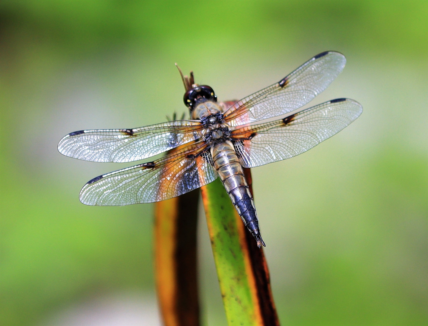 Vierfleck-Libelle