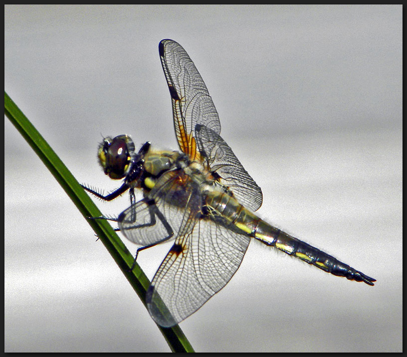 Vierfleck Libelle