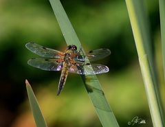 Vierfleck Libelle