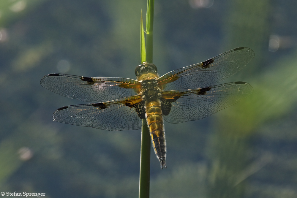 Vierfleck Libelle 09