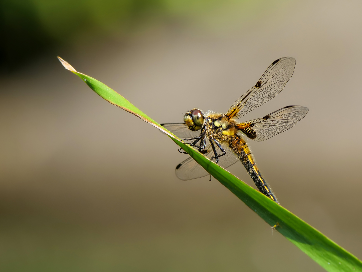 Vierfleck Libelle 