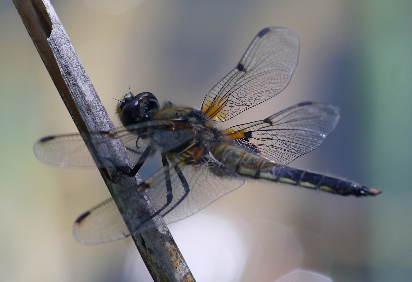 Vierfleck Libelle