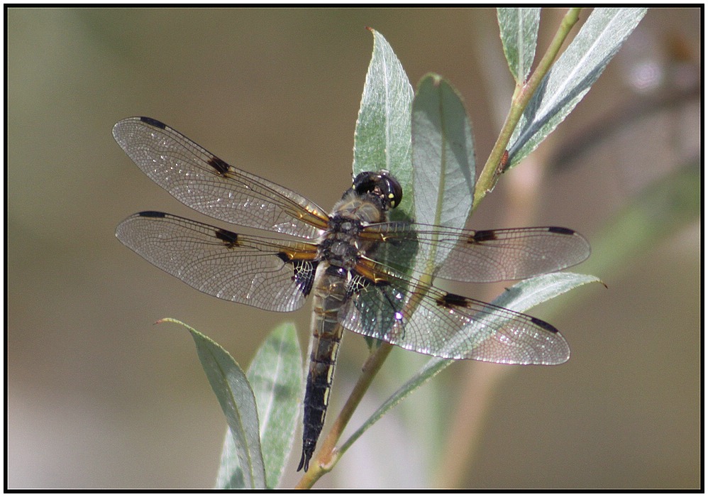 Vierfleck Libelle