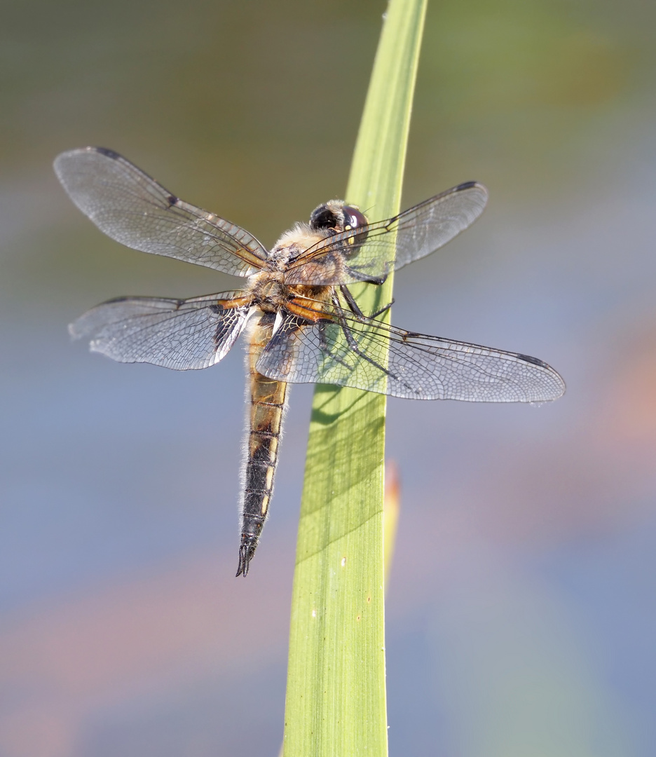 Vierfleck-Libelle