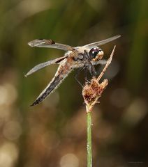 Vierfleck Libelle