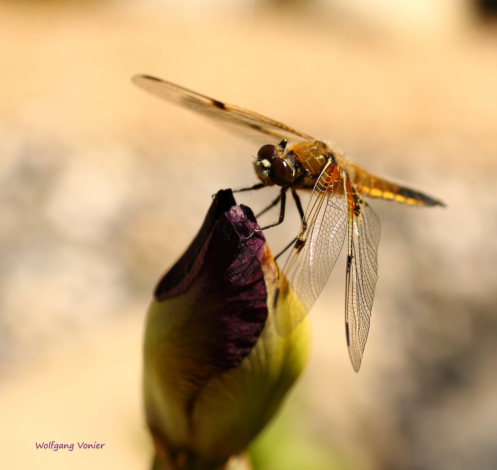 Vierfleck Libelle