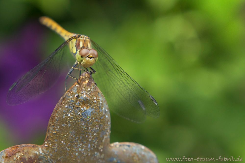 Vierfleck Libelle