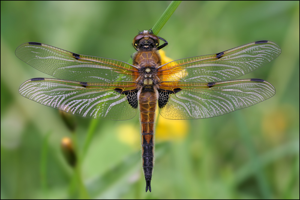 Vierfleck-Libelle